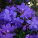 Rhododendron 'Gristede' - 20-30 cm in pot