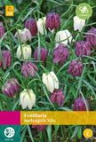Jub Holland Fritillaria meleagris Mix JUB, 30 bloembollen