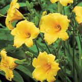 Arborix Hemerocallis 6 x Hemerocallis 'Mini Stella' - Daglelie Pot 9x9 cm - Compacte Gele Bloemen