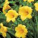 Arborix Hemerocallis 6 x Hemerocallis 'Mini Stella' - Daglelie Pot 9x9 cm - Compacte Gele Bloemen