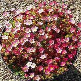 Saxifraga 6 x Saxifraga 'Pixie' - Pierre de rupture pot 9x9cm