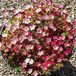Arborix Saxifraga 6 x Saxifraga 'Pixie' - Steenbreek pot 9x9cm