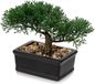 Ibenzoa® Natuurlijke Ceder Bonsai Kunstplant met Zwarte Keramische Pot