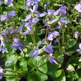 Arborix Viola 6 x Viola Sororia 'Blue Diamond' - Viooltje pot 9x9cm, blauwbloeiend en bodembedekkend