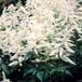 Arborix Astilbe 6 x Astilbe (J) 'Deutschland' - Astilbe Pot 9x9 cm - Schitterende Witte Bloempluimen