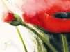 Your Decoration B.V. Kunstdruk Gerd Pflumm - Faszination Mohn I 80x60cm