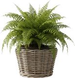 Van der Leeden Planten/bloemen mand - rotan - gevlochten riet - D27 x H22 cm