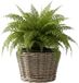 Van der Leeden Planten/bloemen mand - rotan - gevlochten riet - D27 x H22 cm