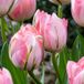 Green boutiQ - 24x Tulipa Double Pink - Dubbele roze tulp