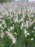 GRDplanten Pennisetum alopecuroides ‘Little Bunny’ 6x Lampenpoetsergras, Borstelveergras | 9x9 cm pot