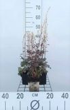 GRDplanten Groendecor Tuinarchitectuur 6x Schuimklokje - Heucherella hybr. 'Quicksilver' | 9x9 cm pot