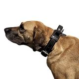 Dingo Gear lederen kraag voor Hond, geamortiseerd