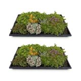 Green Boutiq boutiQ Green Sedum Mat - 10 Varieties - Winter Hardy - Low Maintenance - 50cm x 30cm