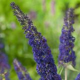 Buddleja Davidii Adonis Blue - arbuste à papillons 30-40 cm en pot