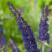 Arborix Buddleja Davidii Adonis Blue - Vlinderstruik 30-40 cm in pot