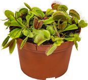 Bloomique Dionaea Muscipula Venus Vliegenval Kamerplant - 10-15 cm Hoogte