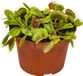Bloomique Dionaea Muscipula Venus Vliegenval Kamerplant - 10-15 cm Hoogte