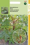 Hortitops Zaden - Ricinus Zanzibariensis Gemengd