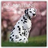 Dalmatians Gifted Stationery Co. LTD Dalmatians - Dalmatiner 2027 - 16-Monatskalender