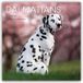Dalmatians Gifted Stationery Co. LTD Dalmatians - Dalmatiner 2027 - 16-Monatskalender