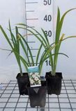 GRDplanten Groendecor Tuinarchitectuur 6x Daglelie - Hemerocallis hybr. 'Arctic Snow' | 9x9 cm pot
