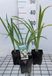 GRDplanten Groendecor Tuinarchitectuur 6x Daglelie - Hemerocallis hybr. 'Arctic Snow' | 9x9 cm pot