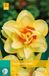 jub Narcissus Tahiti bloembollen 5 bollen Narcis JUB