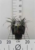 GRDplanten Groendecor Tuinarchitectuur 6x Slangenbaard - Ophiopogon plan. 'Niger' | 9x9 cm pot