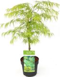 Plantenwinkel.nl Acer palmatum 'Dissectum' - Japanse esdoorn - Groen - 40/50 cm - 19cm Ø pot