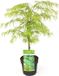 Plantenwinkel.nl Acer palmatum 'Dissectum' - Japanse esdoorn - Groen - 40/50 cm - 19cm Ø pot
