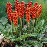 Arborix Bol 6 x Arum italicum - Aronskelk pot 9x9 cm
