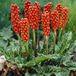 Arborix Bol 6 x Arum italicum - Aronskelk pot 9x9 cm