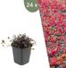 Plants by Frank | 24 Stekelnoot planten | Acaena microphylla 'Kupferteppich' | Winterharde bodembedekker