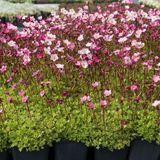 Arborix Saxifraga 'Bluetenteppich' - Steenbreek pot 9x9cm
