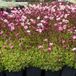 Arborix Saxifraga 'Bluetenteppich' - Steenbreek pot 9x9cm