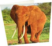 Olifant Vierkant Blanco Verjaardagskaart, Kaarten