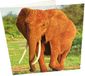 Olifant Vierkant Blanco Verjaardagskaart, Kaarten
