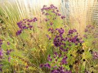GRDplanten Groendecor Tuinarchitectuur 6x angliae 'Purple Dome' - Herfstaster - Aster novae | 9x9 cm pot