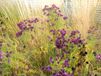 GRDplanten Groendecor Tuinarchitectuur 6x angliae 'Purple Dome' - Herfstaster - Aster novae | 9x9 cm pot