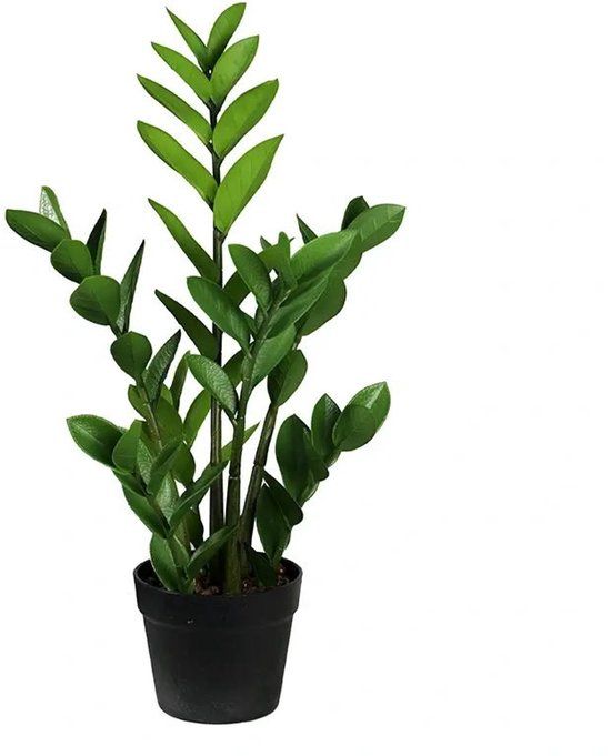 Buitengewoon Boet Buitengewoon de Boet Zamioculcas 75 cm kunstplant