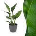 Green boutiQ - Strelitzia Reginea - Paradijsvogelbloem - 1 Plant - Pot 12cm - Hauteur 35cm