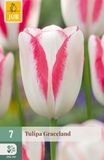 Jub Tulipa Graceland bloembol JUB 7 stuks