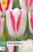 Jub Tulipa Graceland bloembol JUB 7 stuks