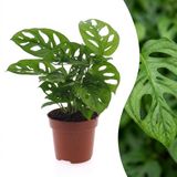 Green boutiQ Monstera Adansonii - Rhaphidophora Tetrasperma - 1 Plant - Pot 12cm - Hoogte 25cm