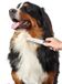 Hunter Brosse rotative - Petite