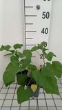 Groendecor Tuinarchitectuur 6x Mauve - Lavatera hybr. 'Blushing Bride' | pot 9x9 cm