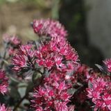 Arborix Bol 6 x Sedum 'Robustum' (='Ruby Glow') - Vetkruid pot 9x9cm - Roodpaarse bladeren
