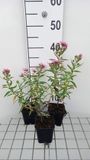 GRDplanten 6x Aster - Aster n.a. 'Rudelsburg' | 9x9 cm pot