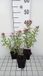 6x Aster - Aster n.a. 'Rudelsburg' | pot de 9x9 cm
