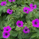 Arborix 6 x Geranium Psilostemon - Ooievaarsbek pot 9x9cm - Roze